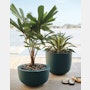 Cup Planter