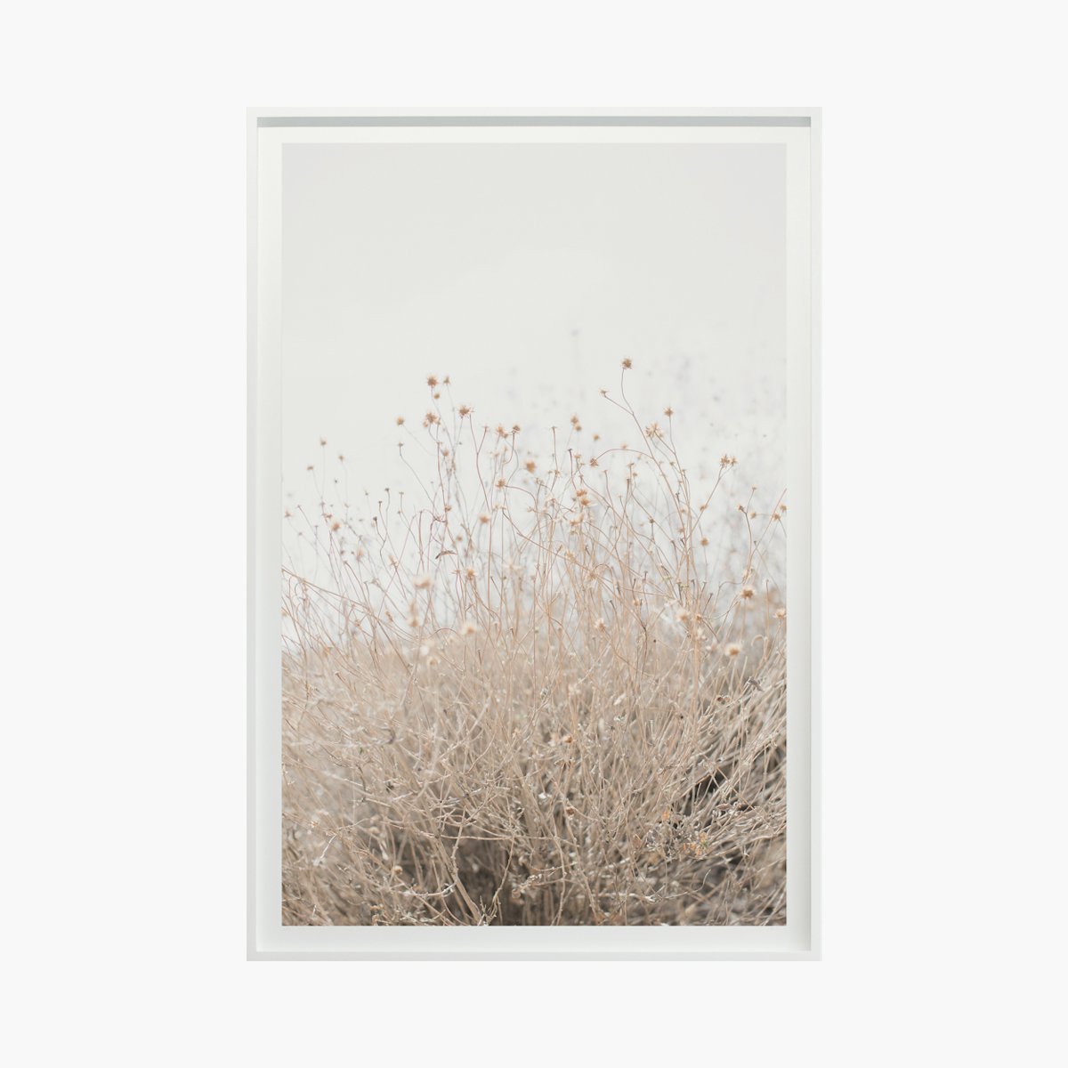 “Desert Flora No. 0996” by Cas Friese
