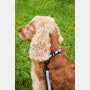 Dog Collar