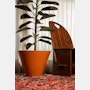 Monstruosus Planter Model Two