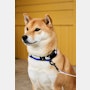 Dog Collar