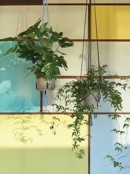 Phanta Plant Hanger