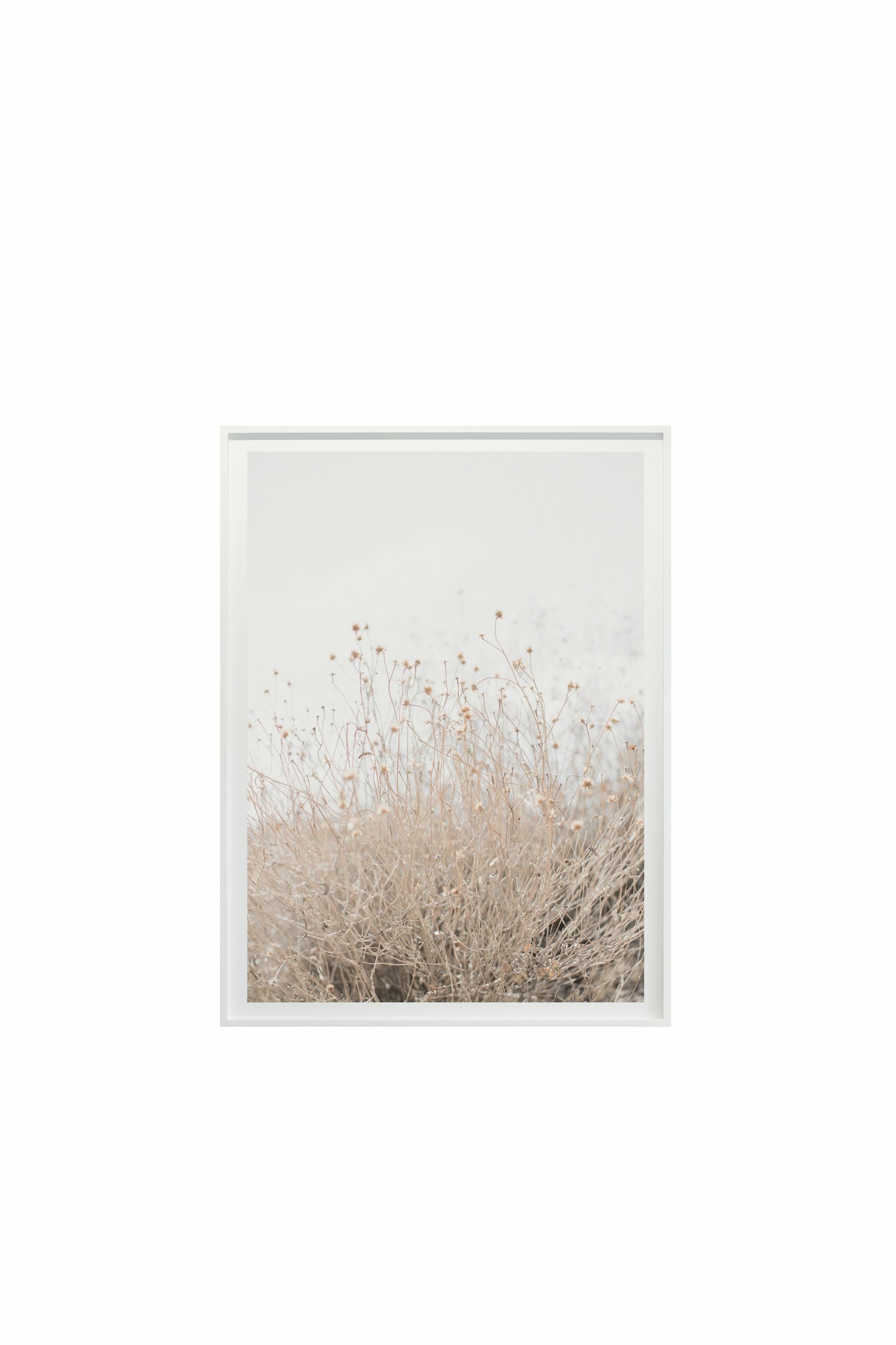 Cas Friese Desert Flora no.0996