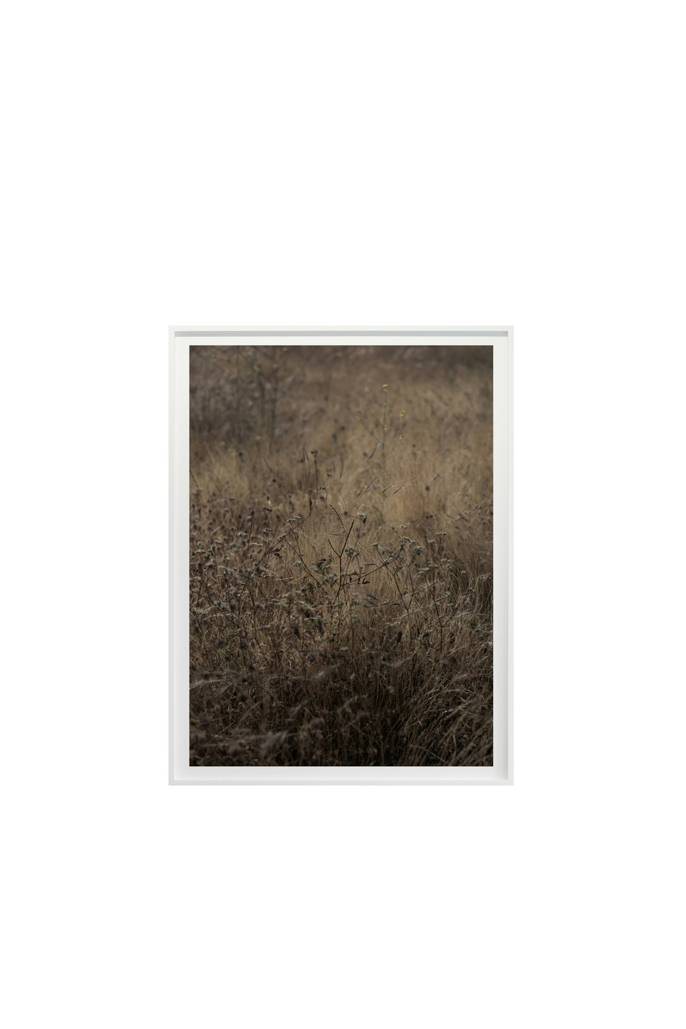 Golden No. 8836 by Cas Friese,  30 x 40,  White Frame