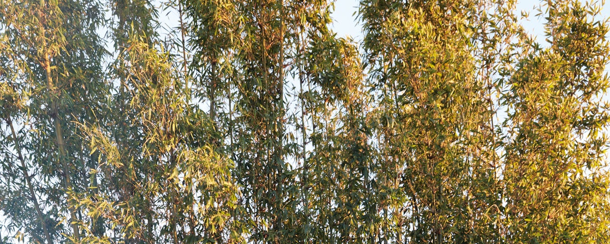 Block Island Lounge Chair